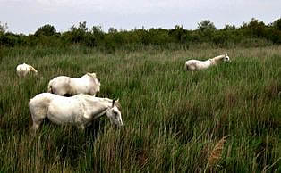 Horses in Camargue park