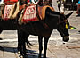 Transportation on Hydra island with Donkey Greece