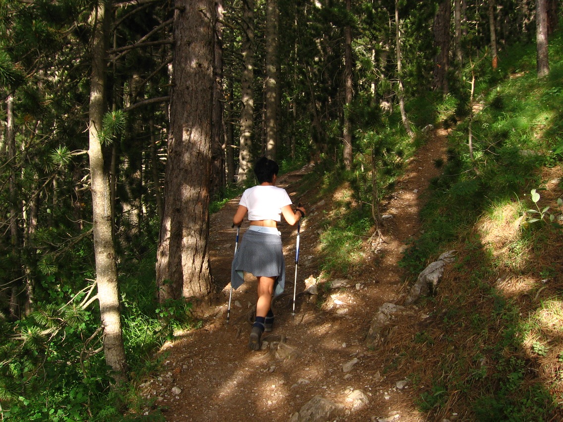 Beautifull trail through wood to Refuge A of Mt. Olympus - Greece 