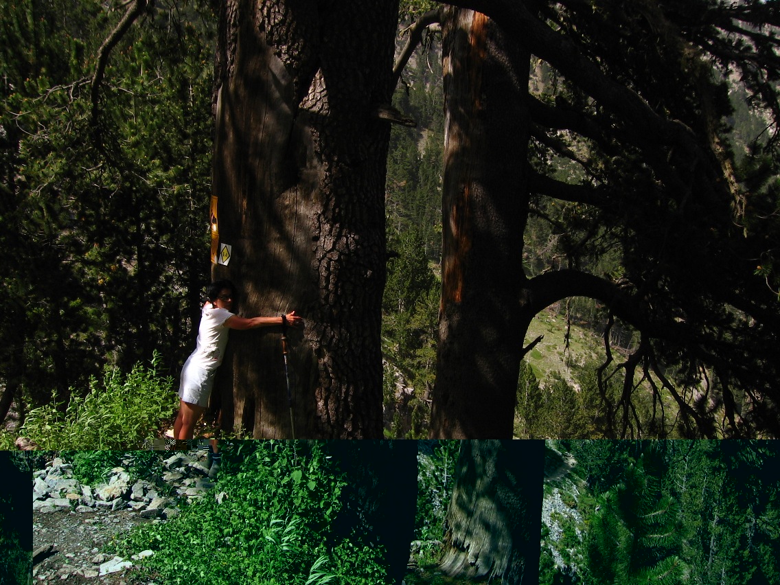 Walk through the wood below the mountain of Mt. Olympus - Greece 
