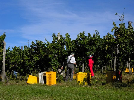 Istria Slovenia vineyards