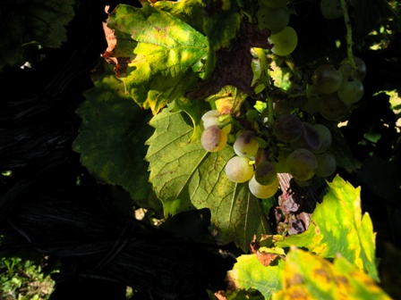 Cycling in vineyards of Istria Slovenia