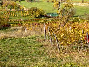 Cycling in vineyards of Istria Slovenia