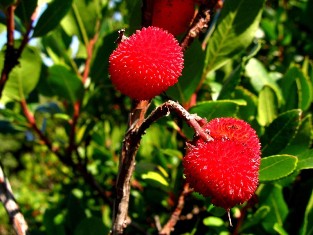 Flora of Cres Island