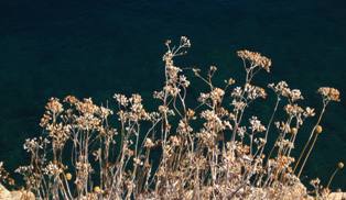 Flora of Losinj Island