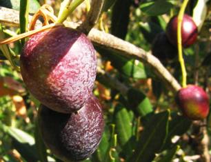 Olives of Losinj Island