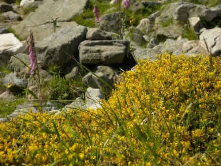 GR20-Nature_891  - Corsica