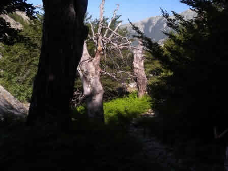 Corsica - GR20-forrest-Mount-d-oro