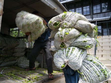 Workers on Tea plantation - Nuwara Eliya Sri Lanka