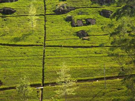 Tea plantation - Nuwara Eliya Sri Lanka