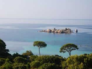 Pines trees of Palombaggia beach