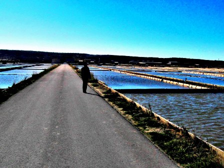 Saltpans Secovlje