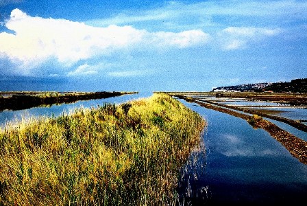 Saltpans Secovlje