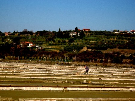 Saltpans Secovlje