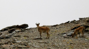 Animals on Sierra Nevada