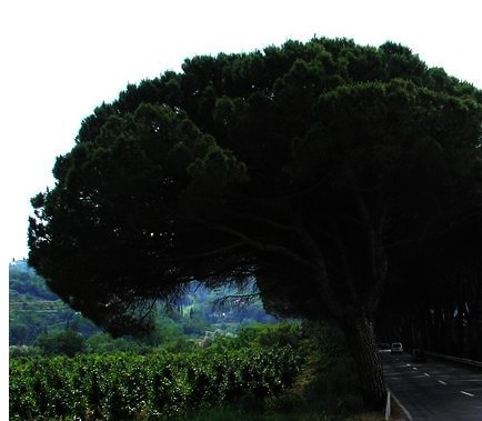 Strunjan Pine avenue