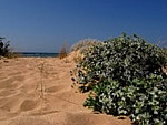 Flora on the Trafalgar coast 