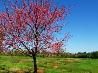 Blooming peach