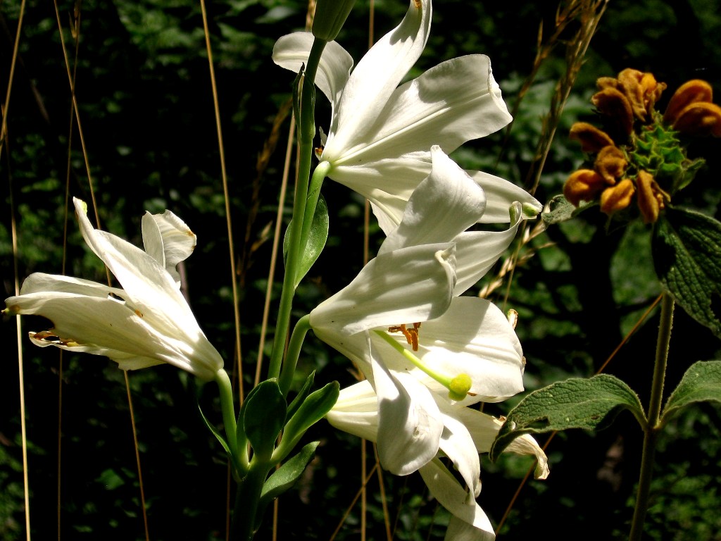 Vikos gorge includes rare plant and flower species of Epirus, there have also been recorded more than 110 bird species, 19 serpent and amphibian species, as well as many rare butterfly species - Greece 