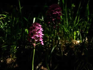 Vikos Gorge plants  Greece