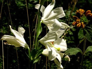 Flower and plants in Vikos Gorge Greece