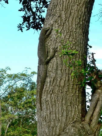 Lizzard in Yala national Park