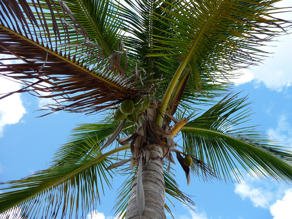 Freeport Bahamas garden and parks