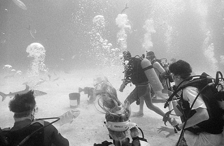 Long Island - diving and watching sharks