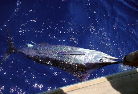 Fishing in Bahamas - big fishes