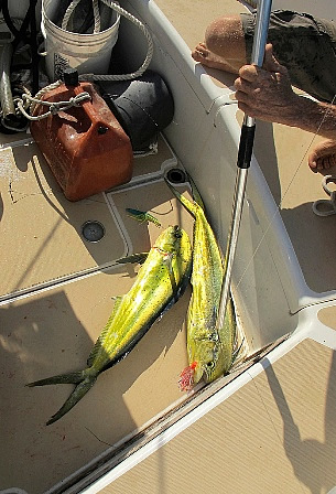 Scuba diving Bahamas - mahimahi fish (for dinner)