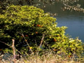 Orange tree in Rio Zezere, Portugal